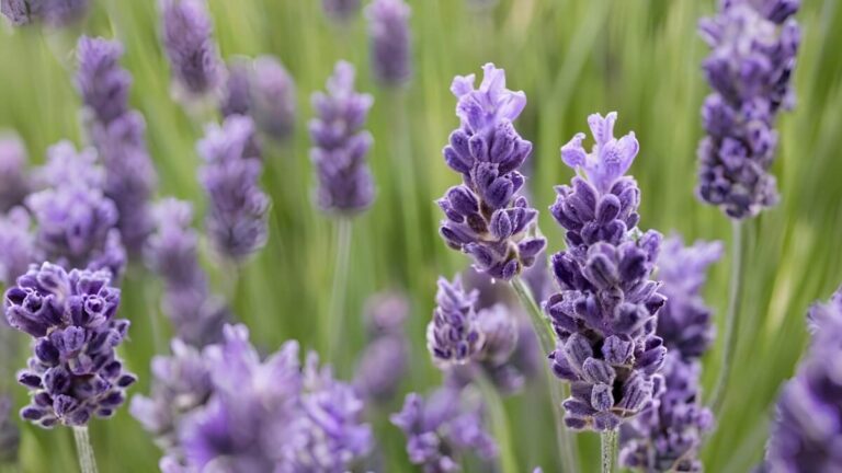 Harvesting Lavender