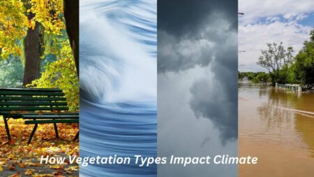 How Vegetation Types Impact Climate